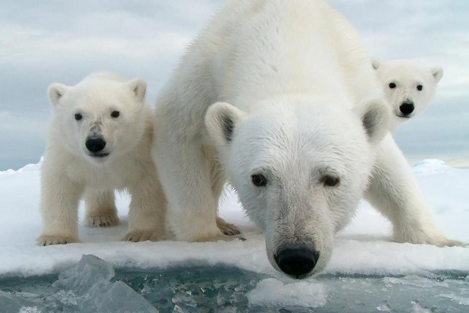 Gau Bac Cuc tao lo tuyet cuu mang con non hinh anh