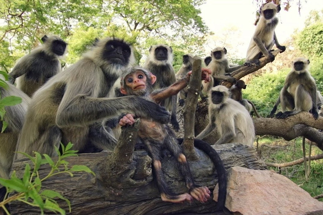 Vooc nu hoang cuop con non de duoc lam me hinh anh