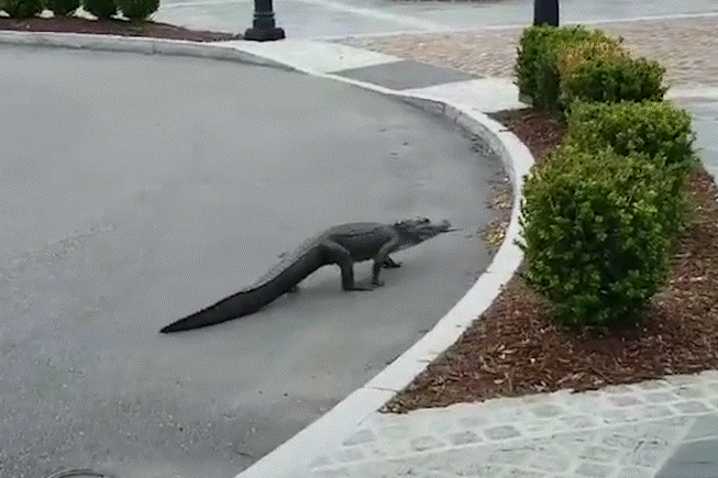 Ca sau, huou hoang, de nui tran vao thanh pho hinh anh