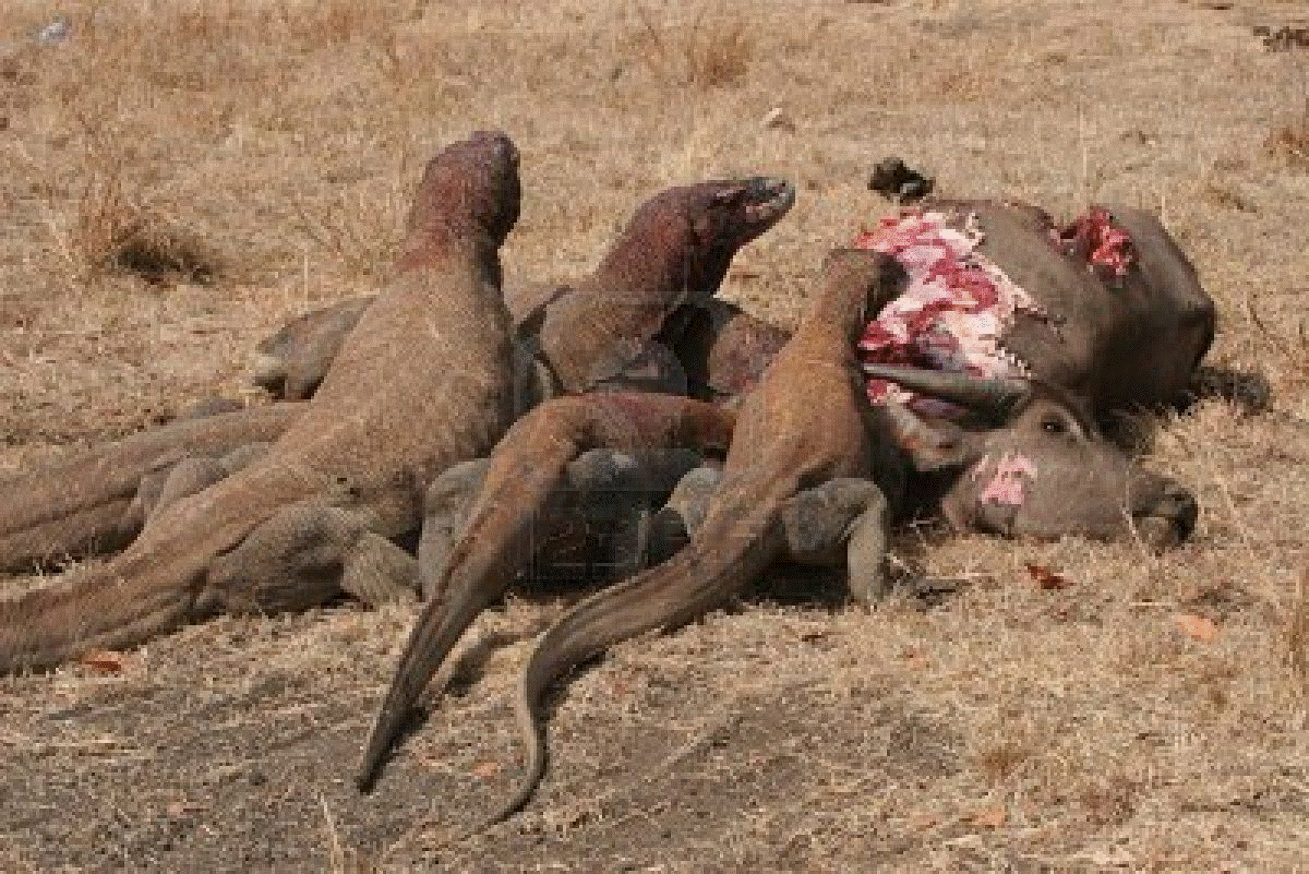 10 con rong Komodo san trau lon hinh anh