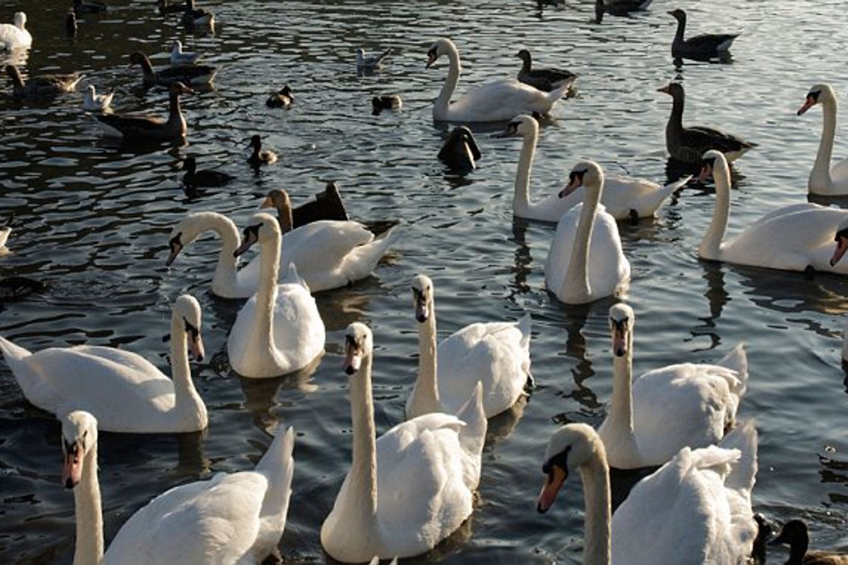 Hang chuc nghin chim thien nga dau kin ven song Hoang Ha hinh anh