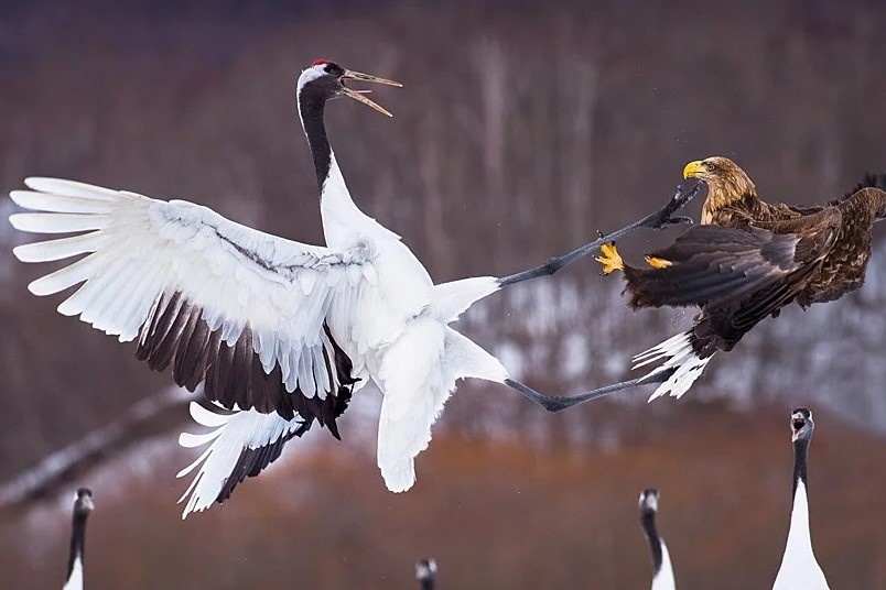 Man khong chien giua dai bang vang va seu khue tu hinh anh
