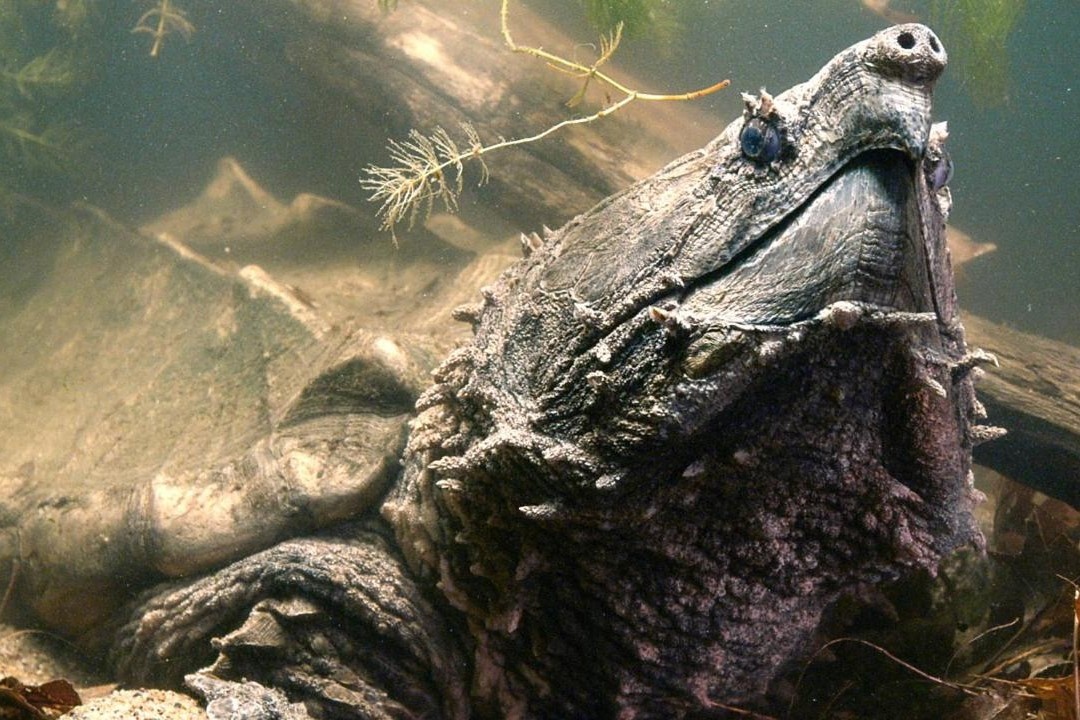 Rua ca sau so huu luc can khung, sat thu duoi song Mississippi hinh anh