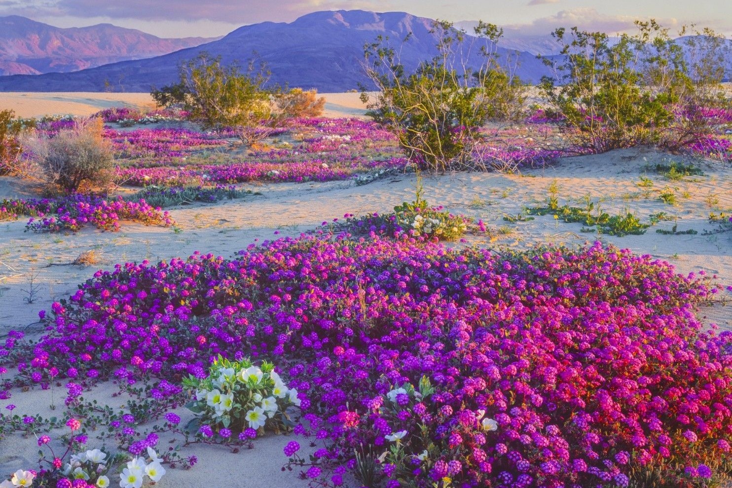 Bi an hoa no tren sa mac 6 nam mot lan hinh anh