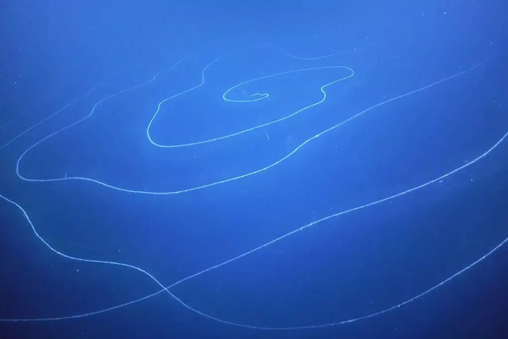 Sinh vat bien co so do 50 m, dai nhat hanh tinh hinh anh