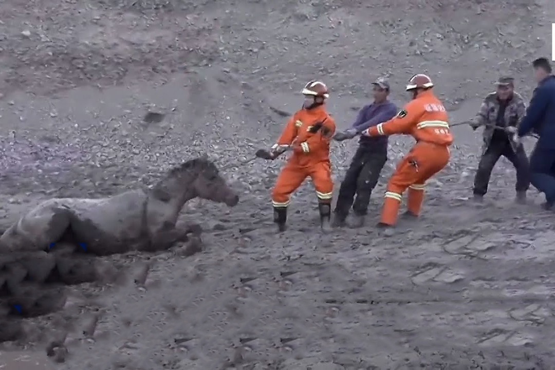 Giai cuu 18 con ngua mac ket trong ho bun hinh anh