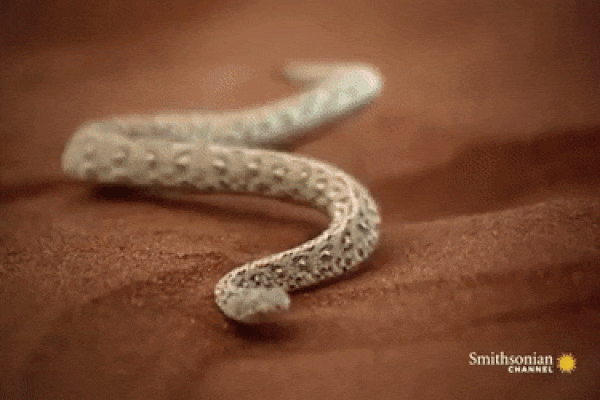 Loai ran doc duoc menh danh la sat thu tren sa mac hinh anh