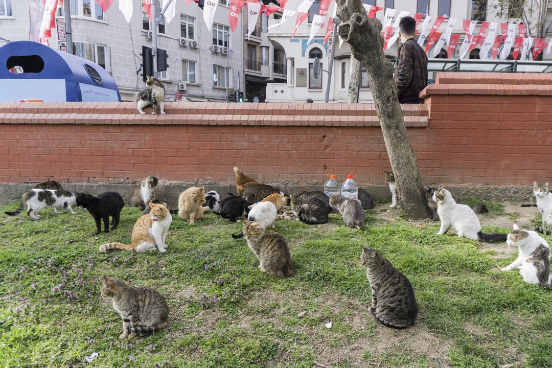 Hang trieu con meo lang thang tren duong pho hinh anh