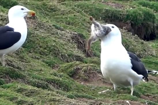 Mong bien lung den nuot tron tho Phuc Sinh hinh anh