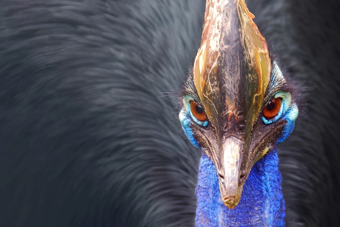 Loai chim cao 1,7 m, nguy hiem nhat the gioi hinh anh