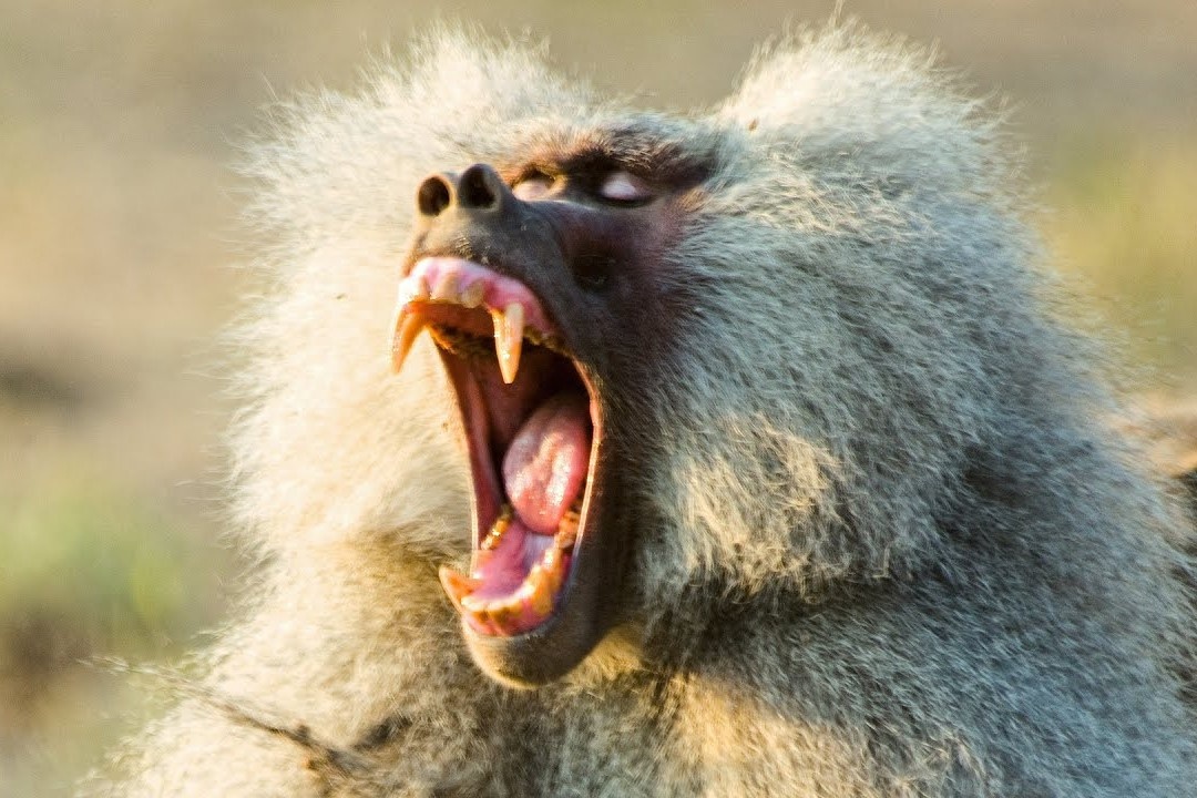 Hon 1.000 con khi dau cho hon chien gianh lanh tho hinh anh