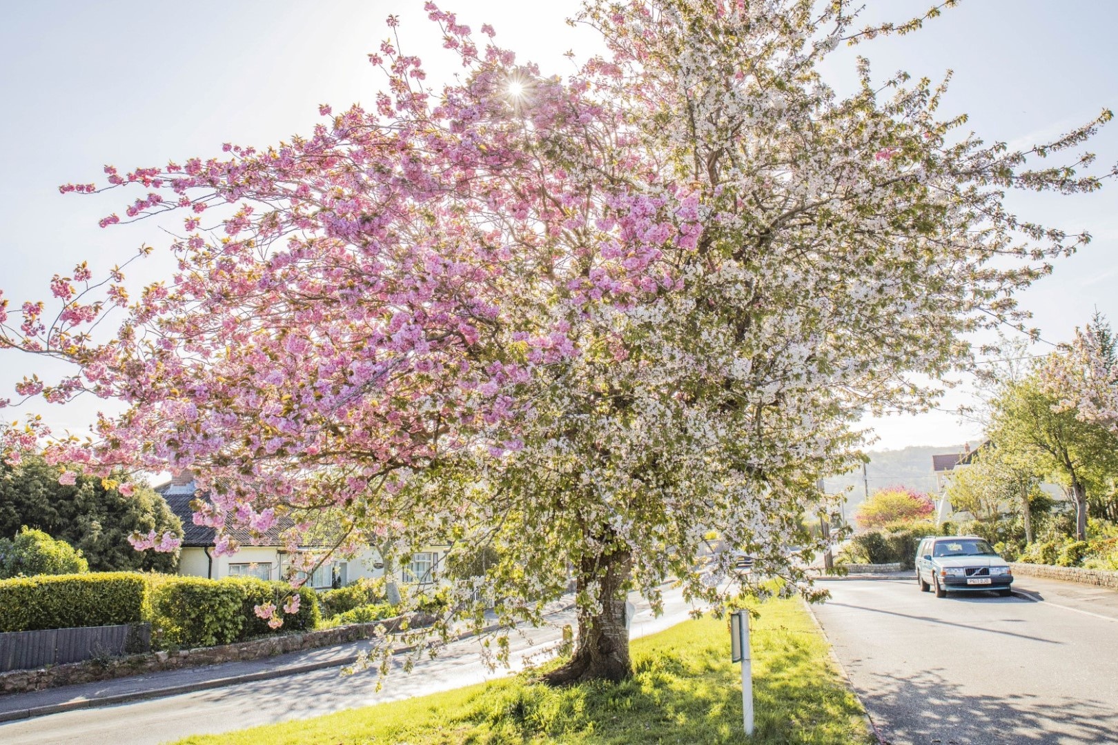 Loai cay hiem no hai mau hoa, chi co o Anh hinh anh