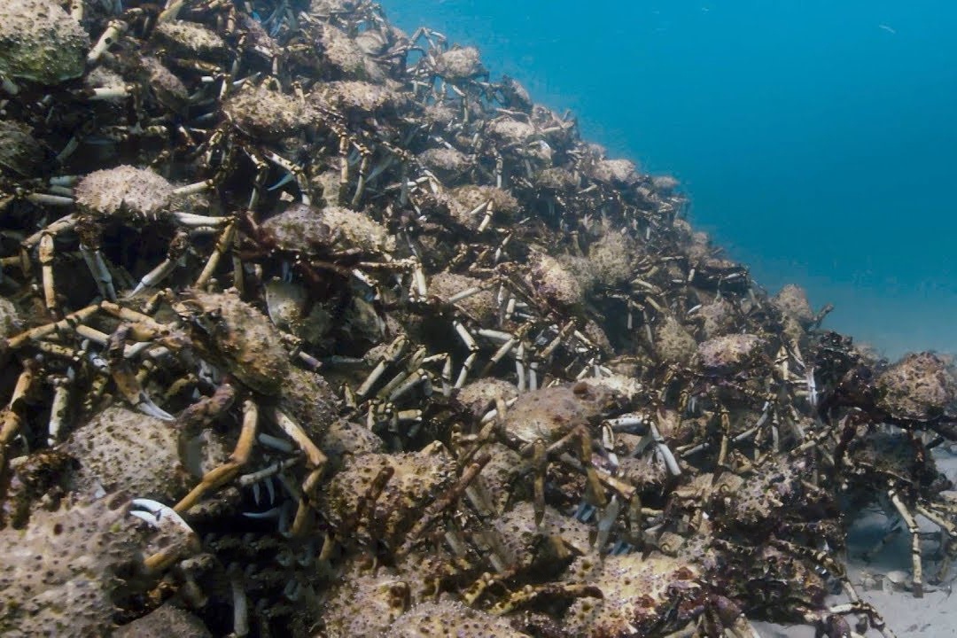 Hang tram nghin con cua lot xac o dai duong hinh anh