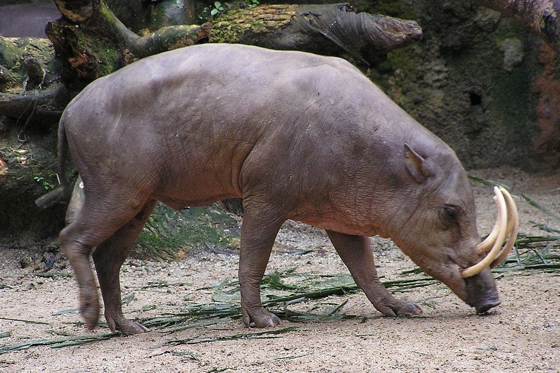 Loai lon khong co long, ky la nhat trong the gioi hoang da hinh anh