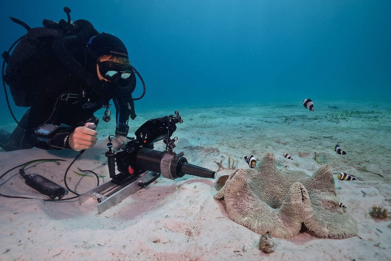 Nghe lang nghe am thanh cua ca duoi dai duong hinh anh