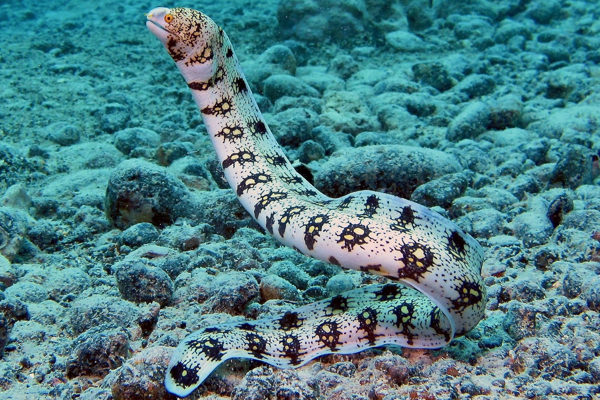 Loai luon so huu hai bo ham, nuot tron con moi trong tich tac hinh anh