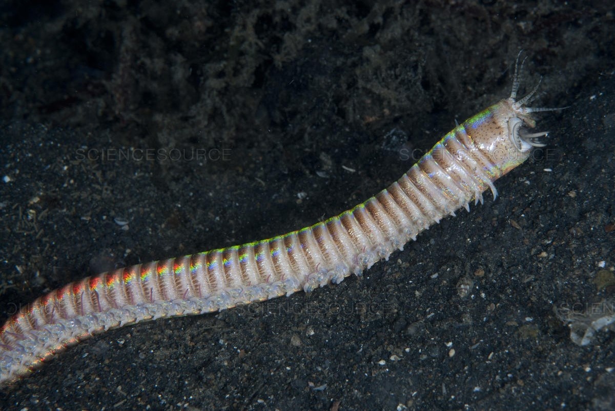 Loai sau dai 3 m, ngoi sao trong cac bo phim kinh di hinh anh