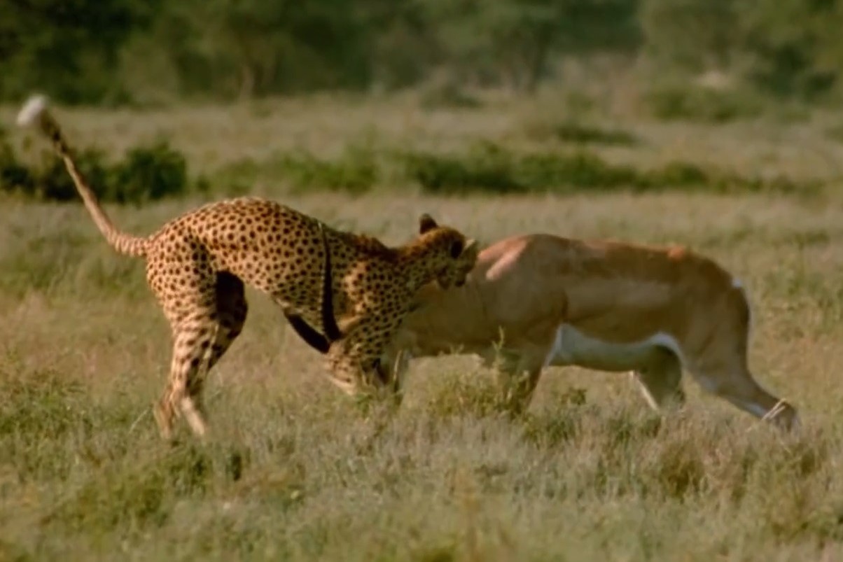 Linh duong dung sung danh tra bao san hinh anh