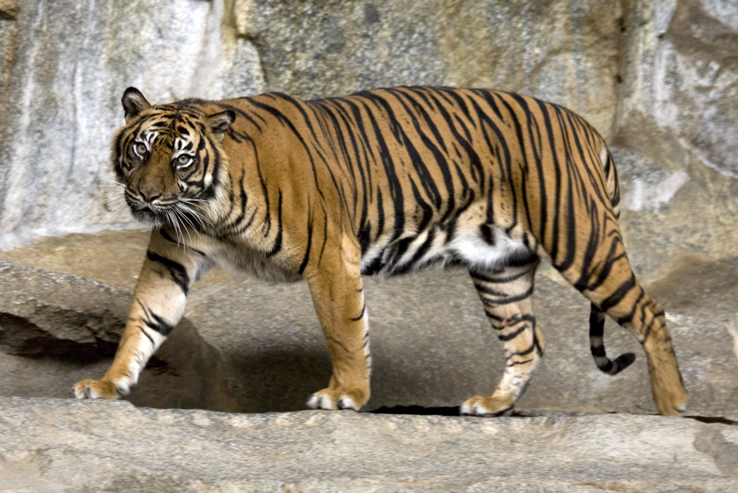 So thu hy sinh dong vat an co de cuu cac loai an thit do dich benh hinh anh