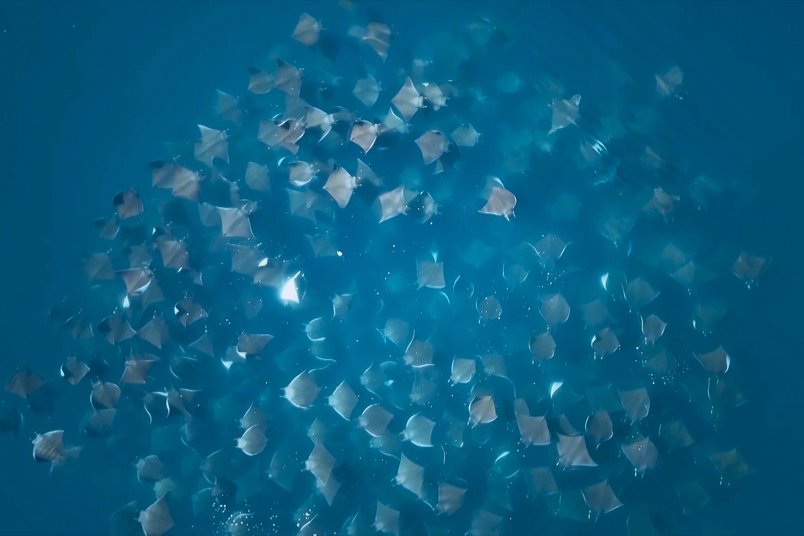 Hang nghin con ca duoi cung san sinh vat phu du hinh anh