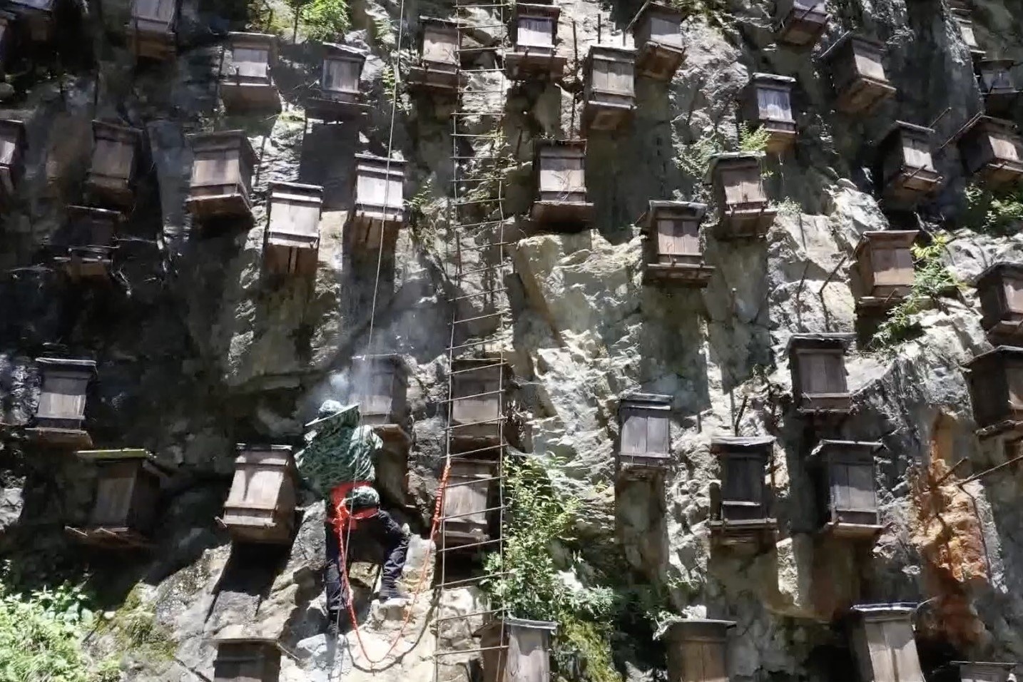 Thu hoach mat ong tren vach nui dung dung o Trung Quoc hinh anh