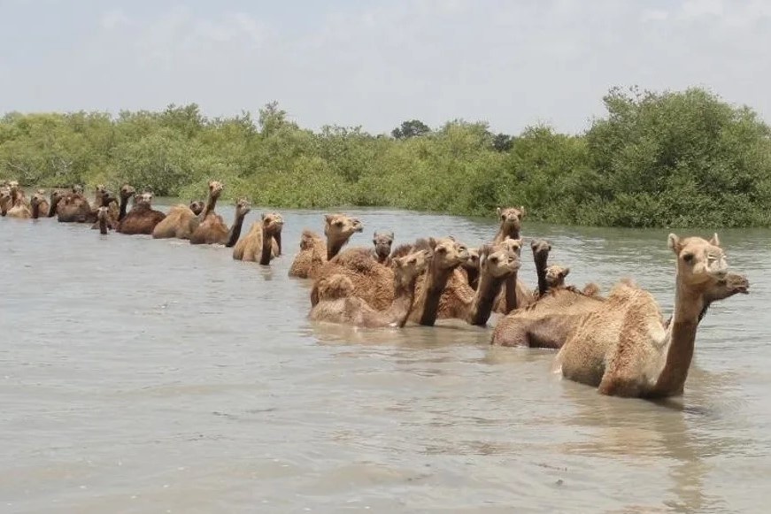 Nghe nuoi lac da biet boi chi co o An Do hinh anh