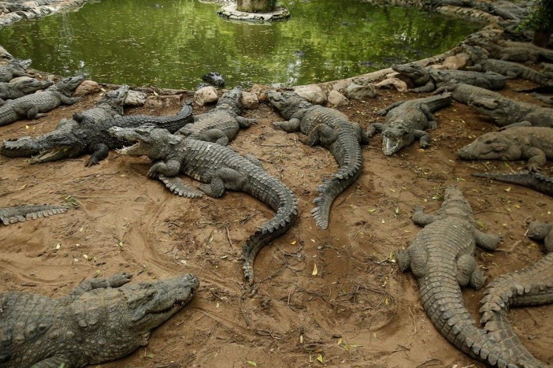 So thu can tien, kiem tien nuoi ca sau tu mang xa hoi hinh anh