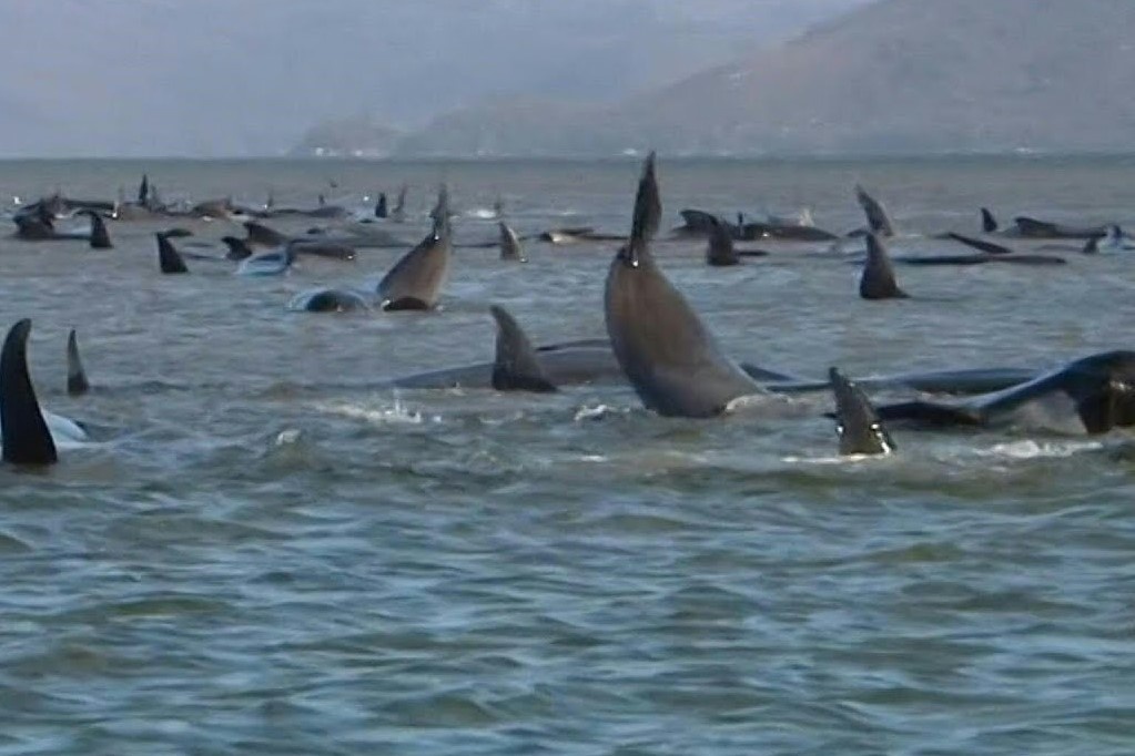 No luc giai cuu hang tram con ca voi mac can o Australia hinh anh