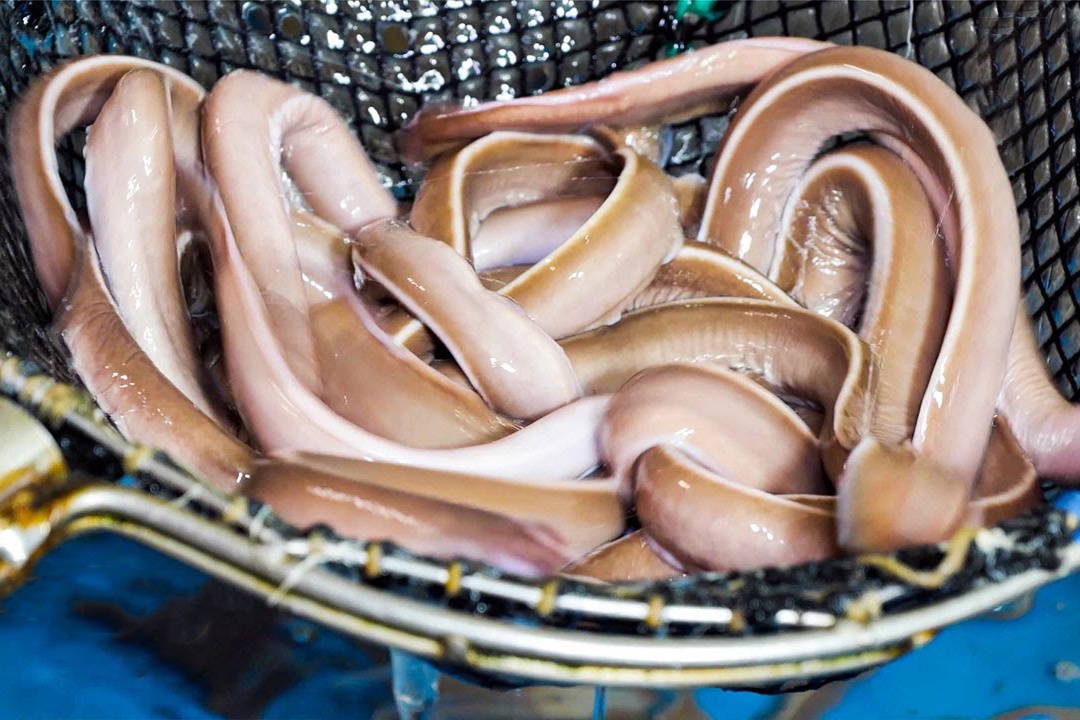 Ca mut da nuong rom noi tieng Han Quoc hinh anh