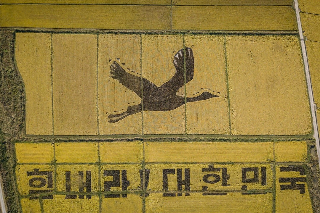 Nghe thuat tren canh dong lua o Han Quoc hinh anh