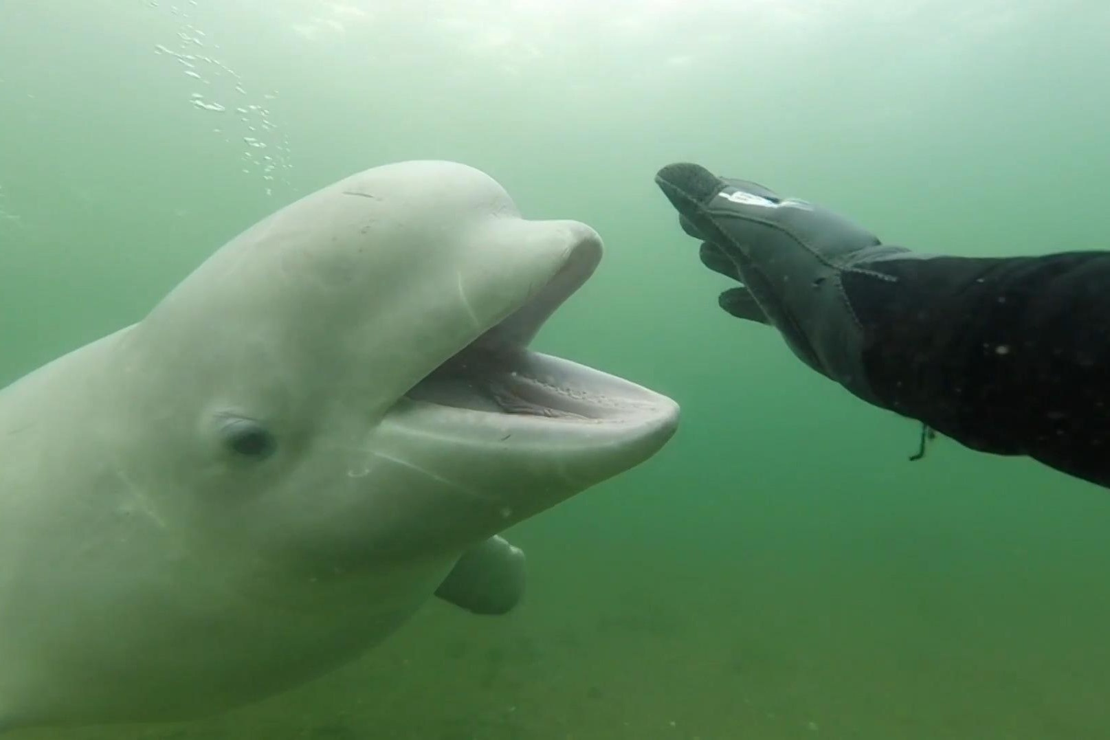 Tho lan cham tran ca voi trang hinh anh