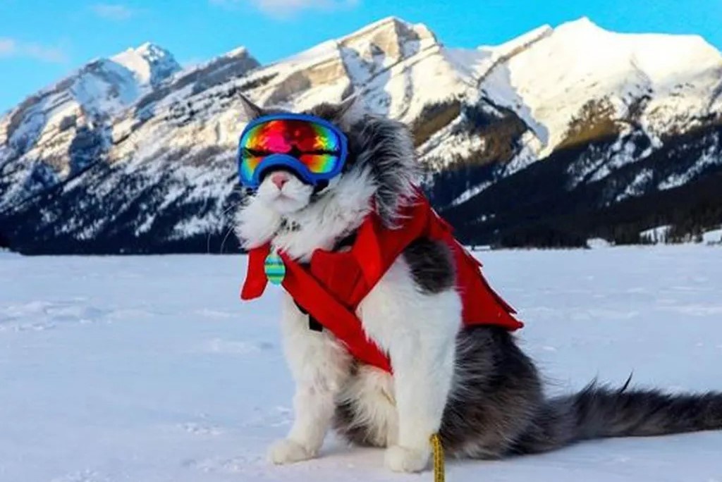 Con meo dam me du lich cung chu hinh anh