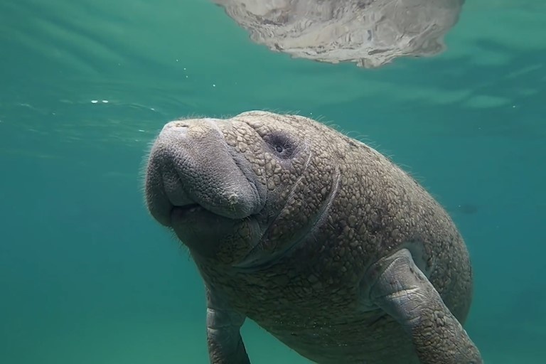 Hanh trinh di cu mua dong cua lon bien hinh anh