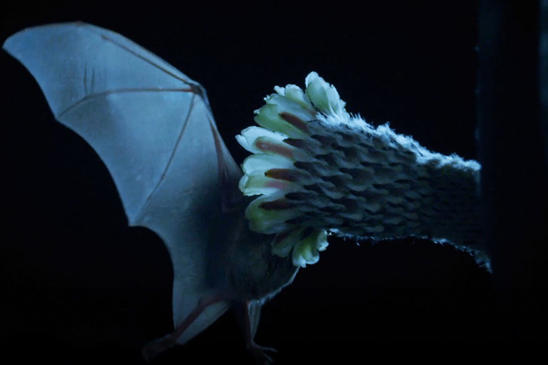 Su song tren sa mac kho can Pinacate hinh anh