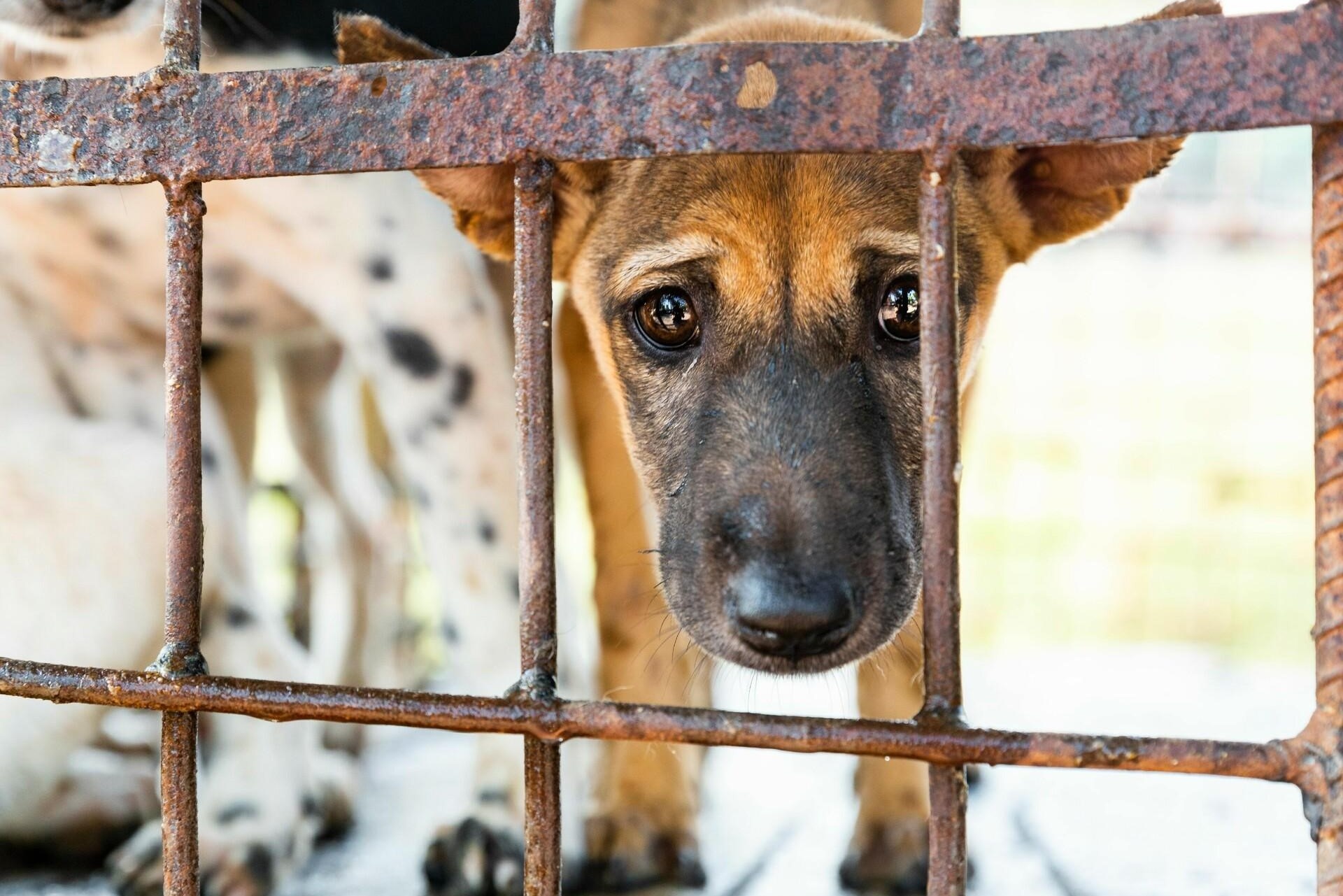 Dong cua lo mo cho lon nhat o Campuchia hinh anh