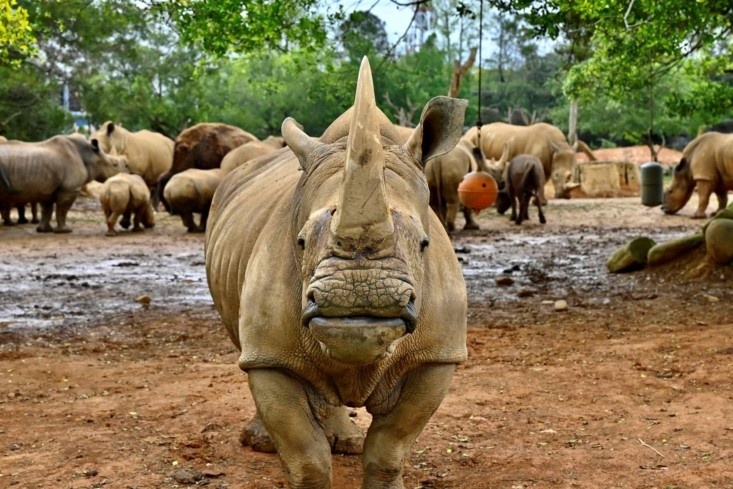 So thu Dai Loan gui te giac trang den Nhat Ban tim ban doi hinh anh