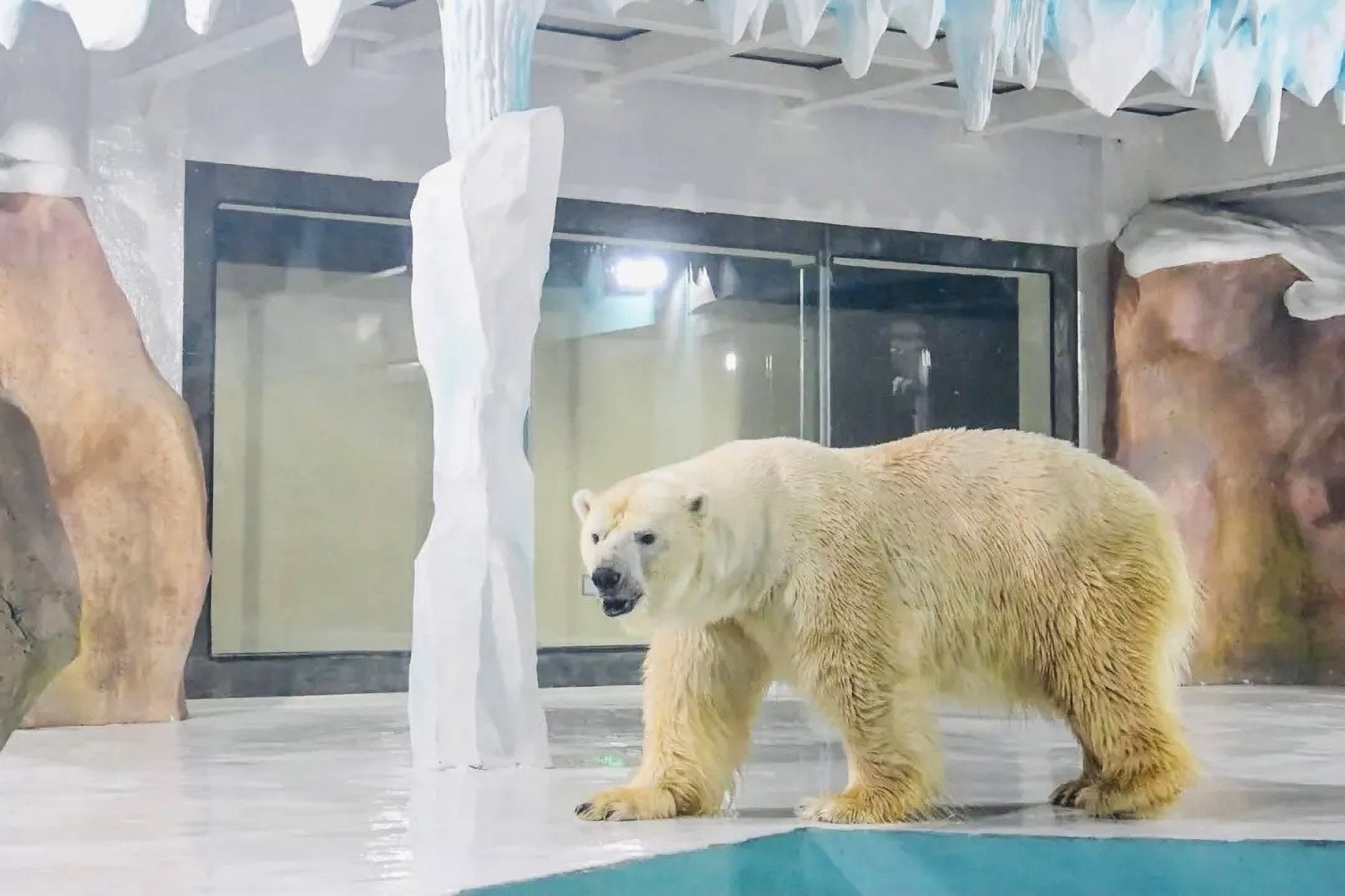 Khach san Trung Quoc bi len an vi nuoi nhot gau Bac Cuc hinh anh