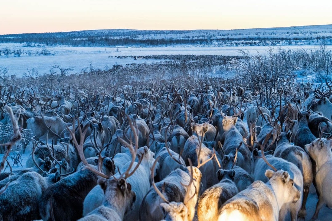 Hang tram nghin con tuan loc di cu truoc khi mua xuan den hinh anh