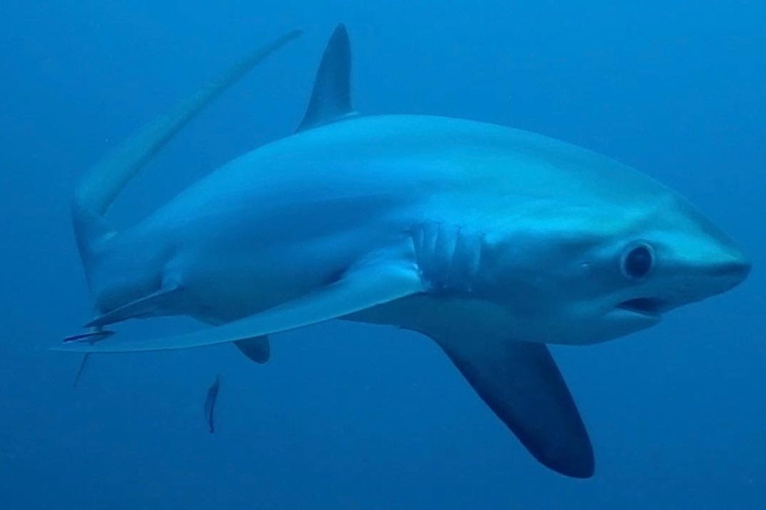 Nhiep anh gia cham tran ca map cao khi lan bien hinh anh