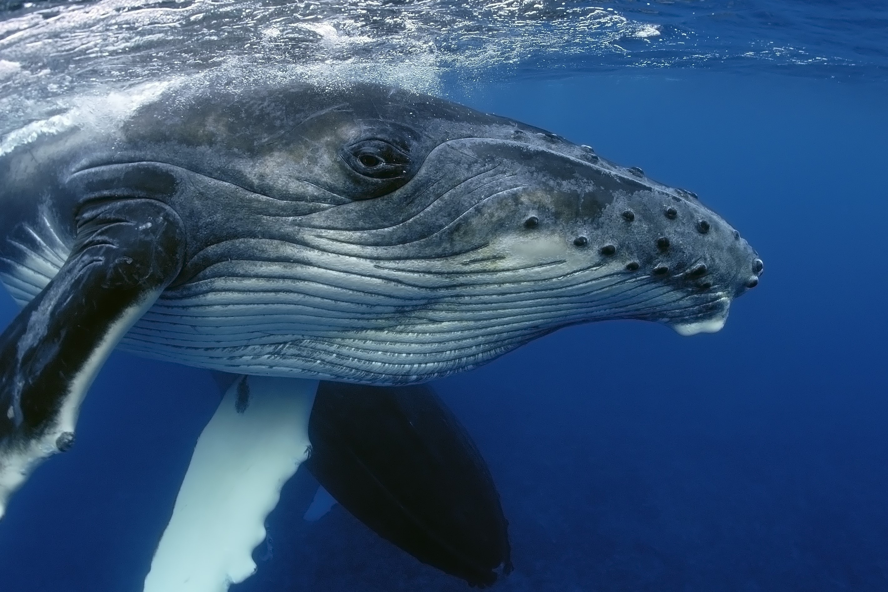 Bi an bai hat cua ca voi chua duoc giai dap hinh anh