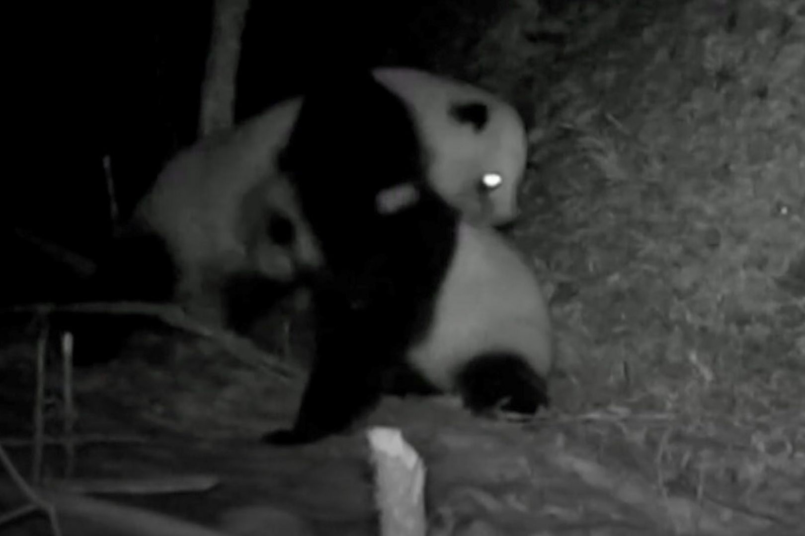 Bay anh ghi lai canh 2 con gau truc giao tranh khoc liet hinh anh