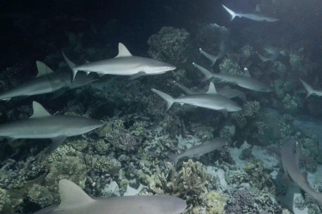 Nhiep anh gia quay canh hang tram con ca map san moi hinh anh