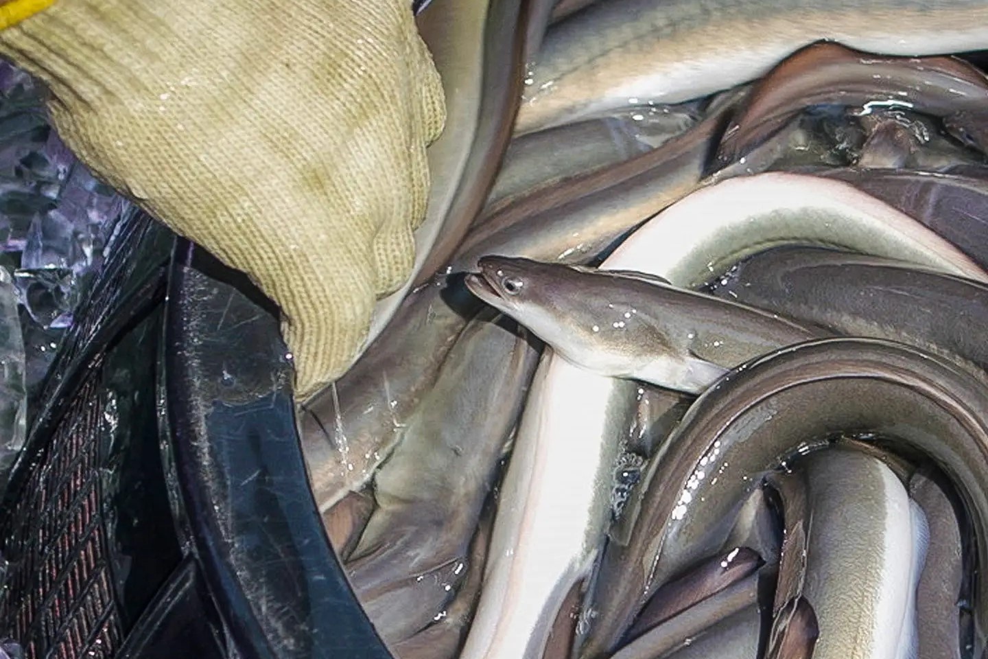 Luon giong gia 35.000 USD/kg o Nhat Ban hinh anh