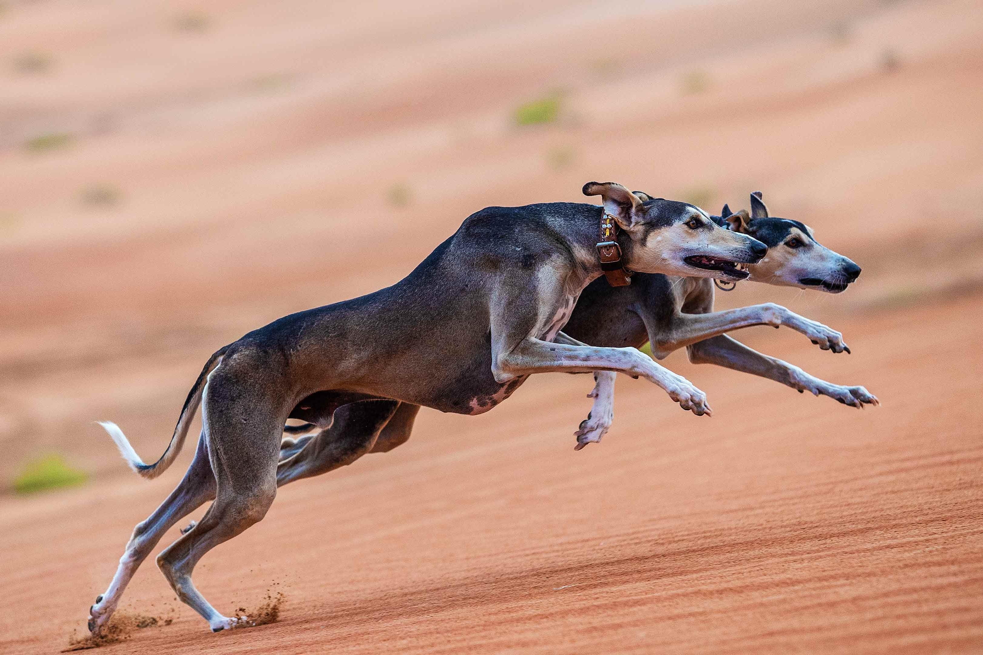 Giong cho san nhanh nhat the gioi cua bo toc A Rap hinh anh