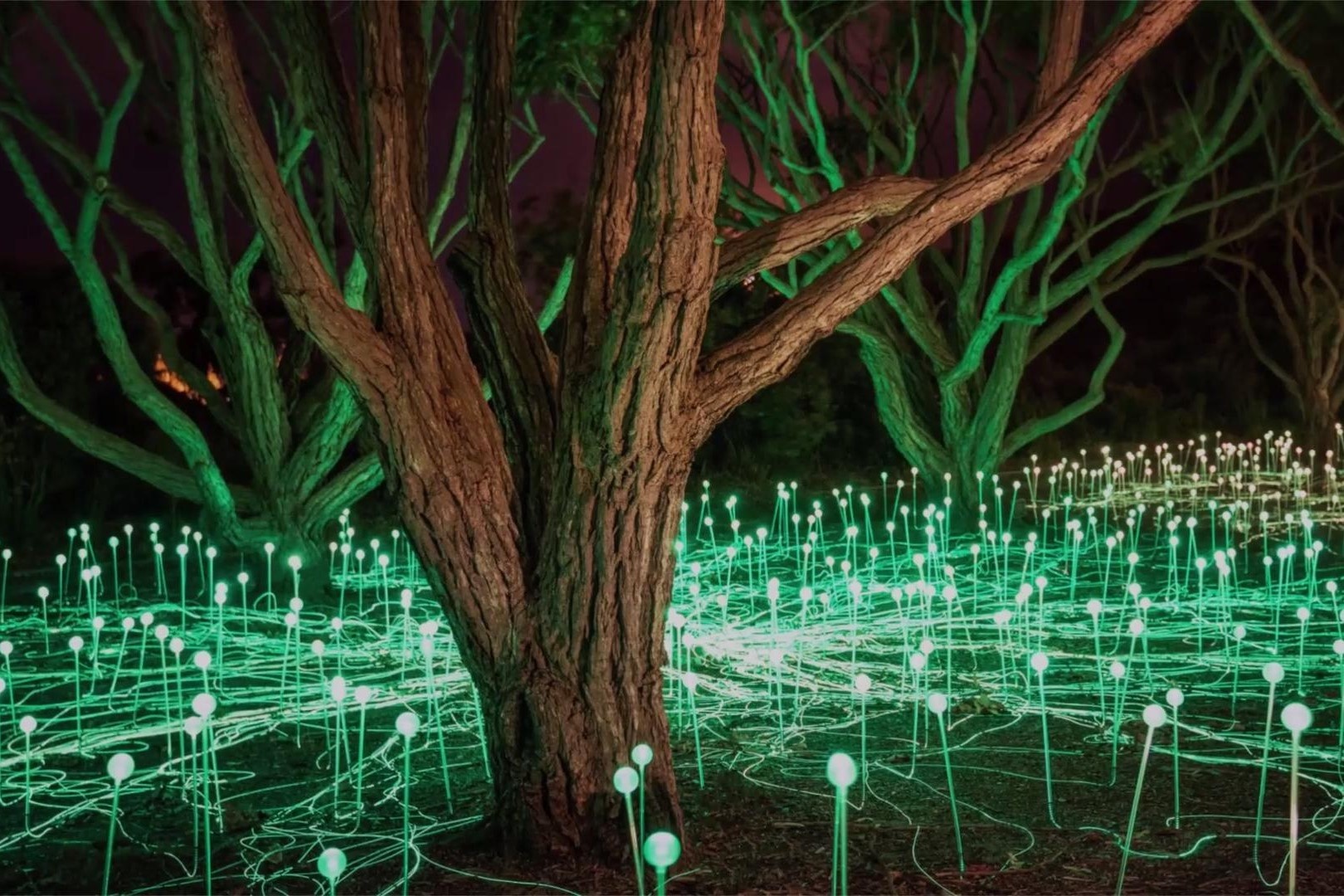 Canh dong anh sang huyen ao tai California hinh anh