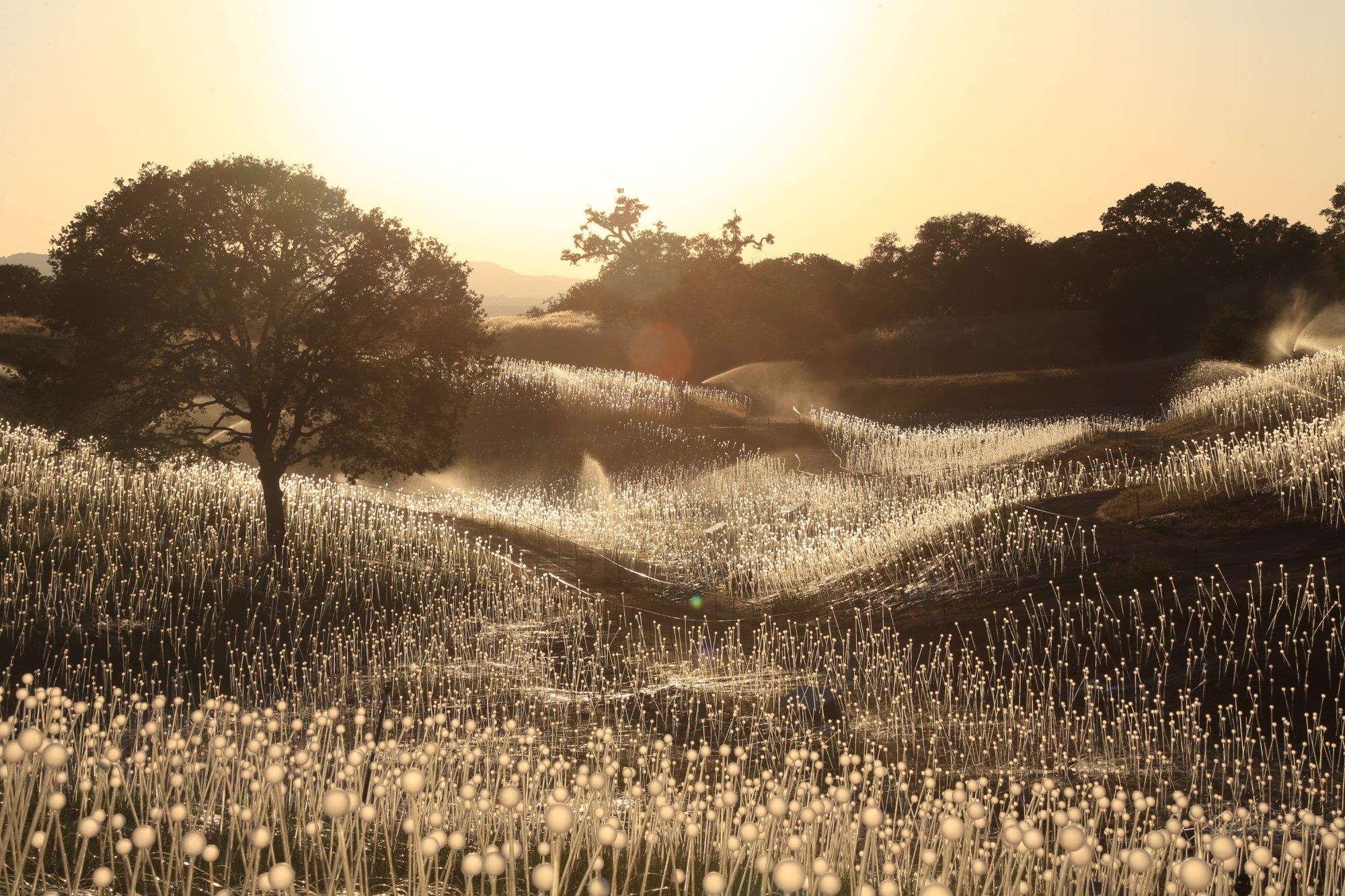 Cánh đồng ánh sáng đẹp huyền ảo tại California ảnh 2 Canh dong anh sang dep huyen ao tai California anh 2