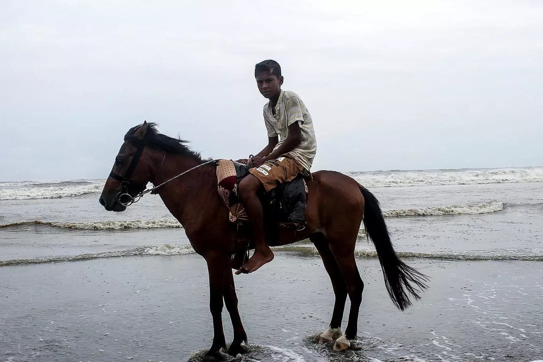 Ngua phuc vu du lich o Bangladesh chet doi hinh anh