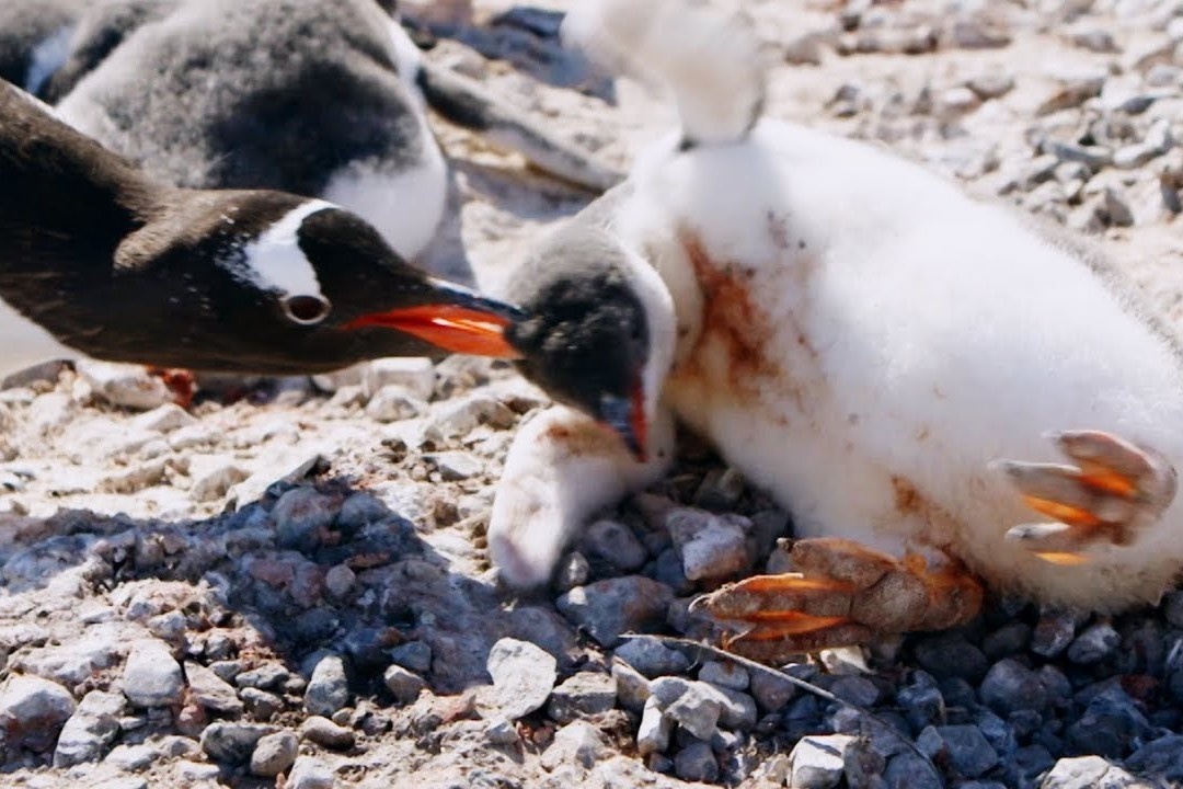 Chim canh cut con di lac bi dong loai mo chet hinh anh
