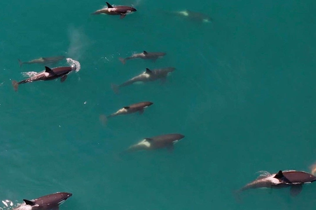 Dan ca voi sat thu san moi o Nga hinh anh