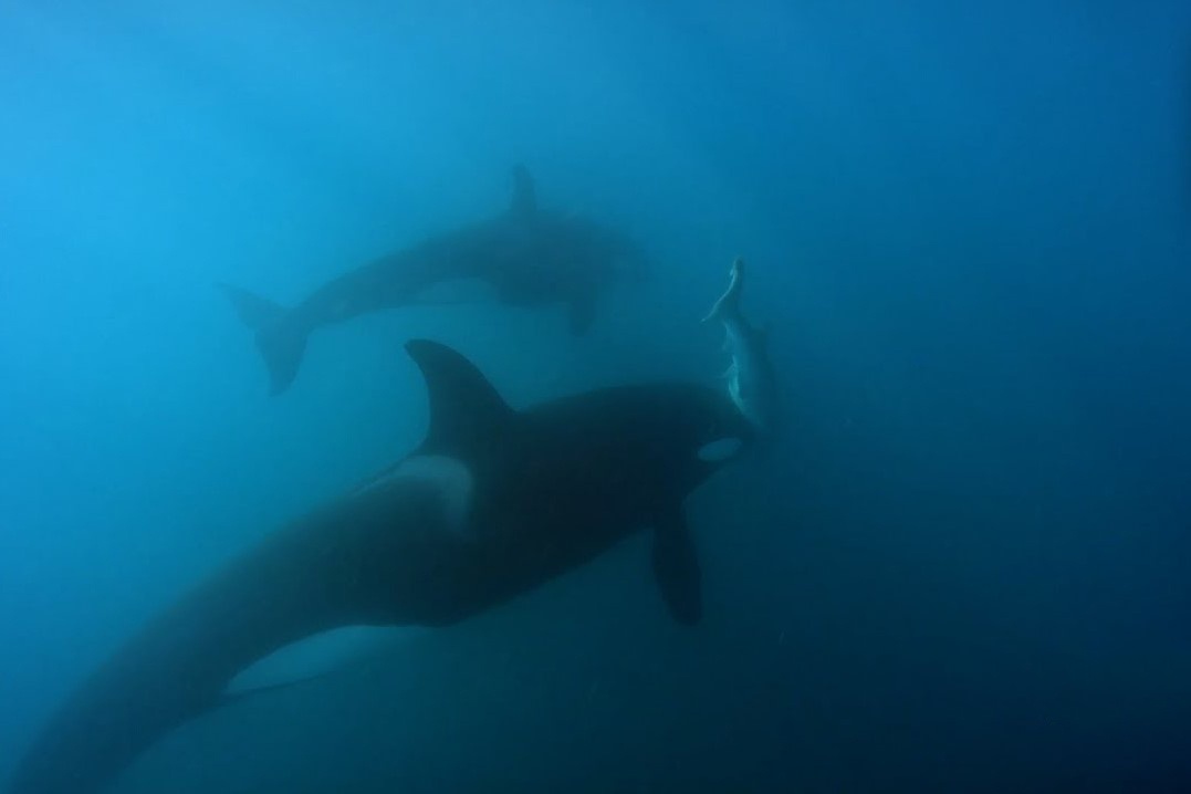 Dan ca voi sat thu san ca map bay mang o New Zealand hinh anh